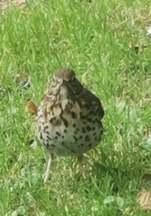 Turdus philomelos clarkei