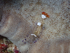 Ancylocaris brevicarpalis