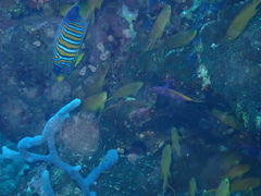Pygoplites diacanthus