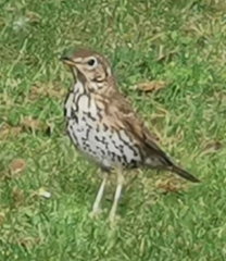 Turdus philomelos clarkei