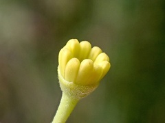 Alectryon oleifolius canescens