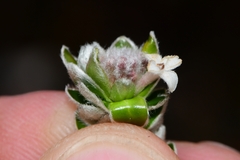 Pimelea sericea