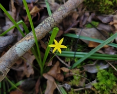 Hypoxis curtissii