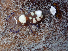 Ancylocaris brevicarpalis