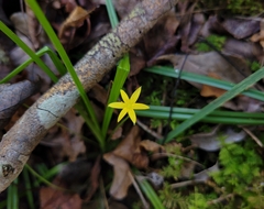 Hypoxis curtissii