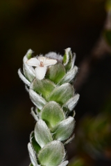 Pimelea sericea