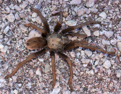 Aphonopelma