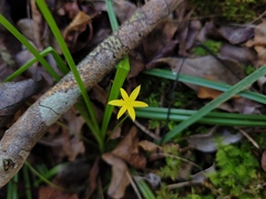 Hypoxis curtissii