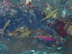 Mirolabrichthys tuka