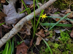 Hypoxis curtissii