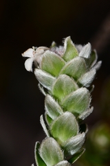 Pimelea sericea