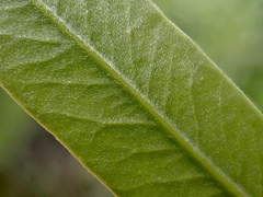 Alectryon oleifolius canescens