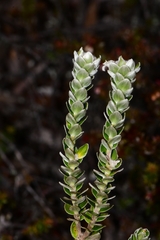 Pimelea sericea