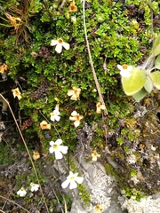 Ourisia caespitosa