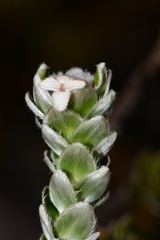 Pimelea sericea
