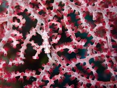 Hippocampus bargibanti