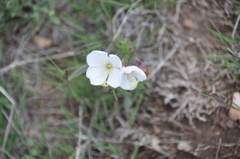 Oenothera pallida