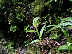 Pterostylis patens