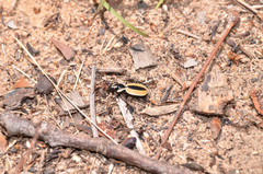 Graphipterus neavei