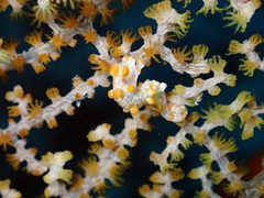 Hippocampus bargibanti