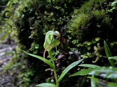 Pterostylis patens