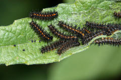 Nymphalidae