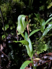 Pterostylis patens