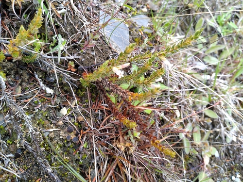 Styphelia nesophila, photograph 4