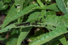 Nymphalidae