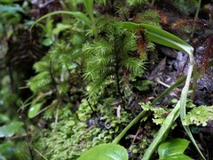 Dendroligotrichum tongariroense