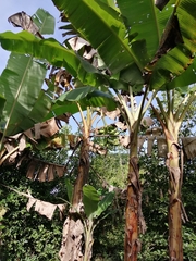 Musa