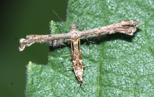 Hourglass Plume Moth photo 4