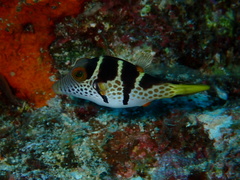 Canthigaster valentini