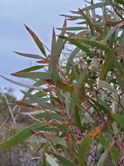 Eucalyptus stricta