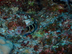 Canthigaster valentini