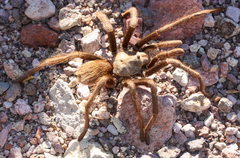 Aphonopelma