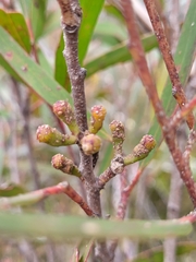 Eucalyptus stricta