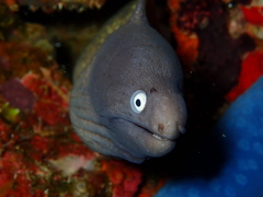 Gymnothorax thyrsoideus