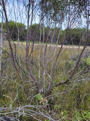 Eucalyptus stricta