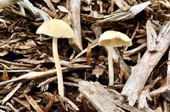 Agrocybe pediades