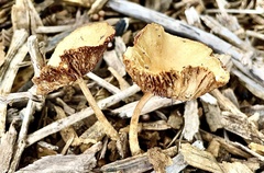 Agrocybe pediades