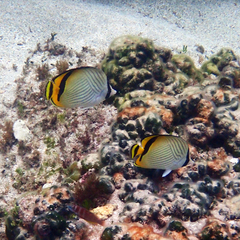 Chaetodon vagabundus