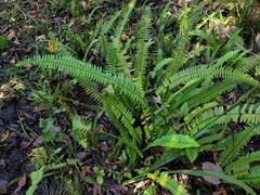 Nephrolepis cordifolia