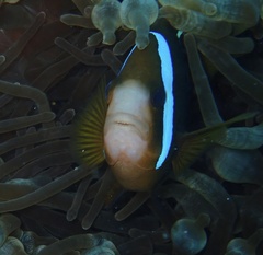 Amphiprion akindynos