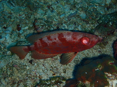 Priacanthidae