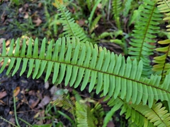 Nephrolepis cordifolia