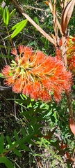 Melaleuca hypericifolia