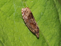 Eucosma