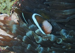 Amphiprion akindynos