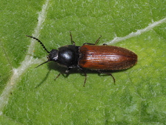 Athous haemorrhoidalis